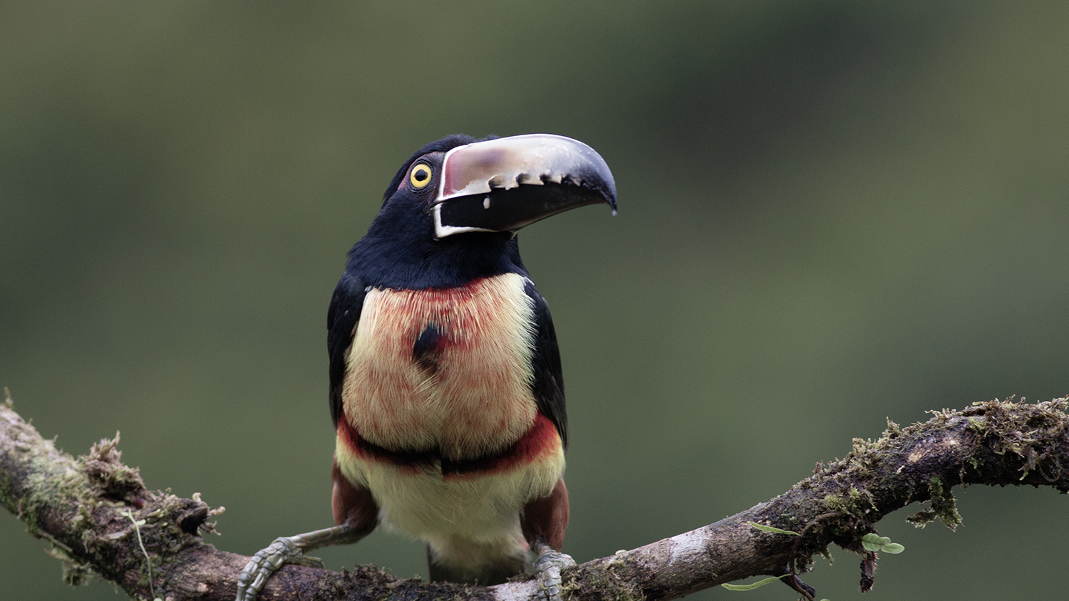 Collared Aracari